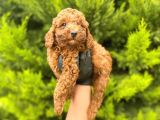 Yeterince Anne Sütü Alan Sağlıklı Toy Poodle Bebekler