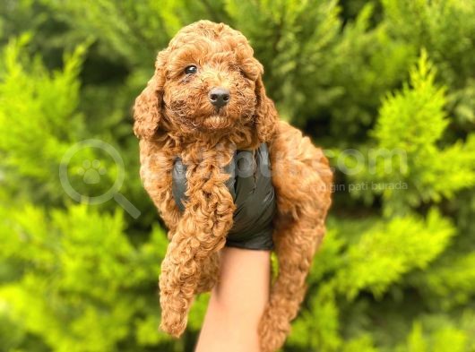 Yeterince Anne Sütü Alan Sağlıklı Toy Poodle Bebekler görsel