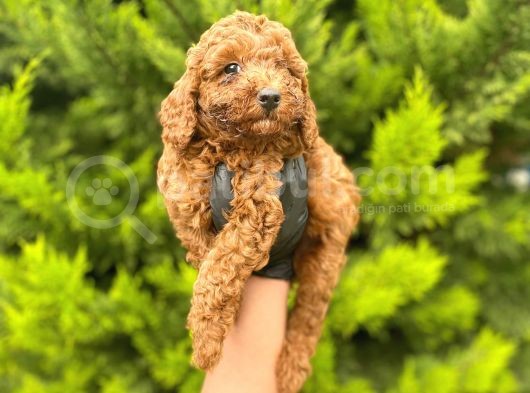 Yeterince Anne Sütü Alan Sağlıklı Toy Poodle Bebekler görsel