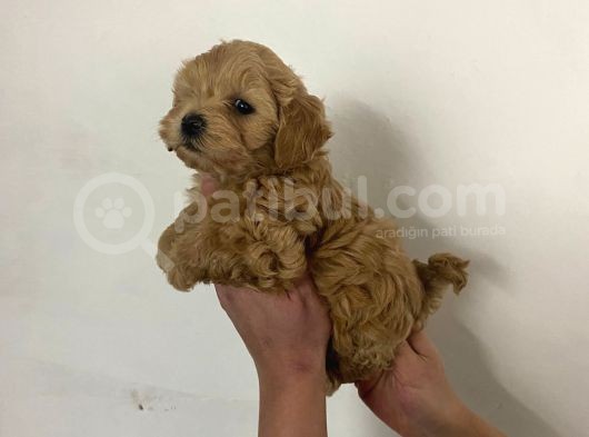 Sıfır Numara Red Maltipo Yavrularım Poodle Kalitesinde görsel