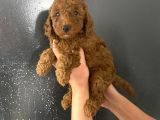 En Koyu Tonda Erkek Toy Poodle Yavrum Pet Eğitimlidir