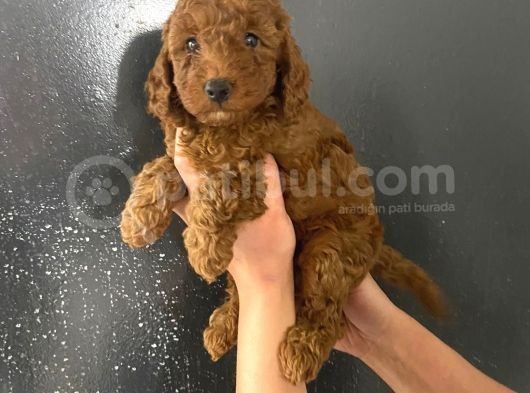 En Koyu Tonda Erkek Toy Poodle Yavrum Pet Eğitimlidir görsel