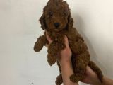 Red brown Toy Poodle Yavrum