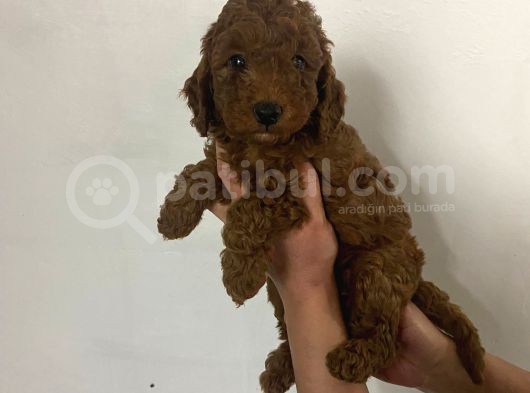 Red Brown Toy Poodle Yavrum
