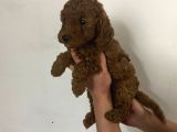 Red Brown Toy Poodle Yavrum