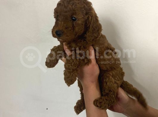 Red Brown Toy Poodle Yavrum görsel