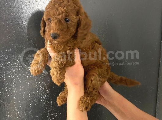 En Koyu Tonda Erkek Toy Poodle Yavrum Pet Eğitimlidir görsel