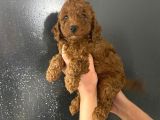 En koyu tonda erkek toy poodle yavrum Pet eğitimlidir