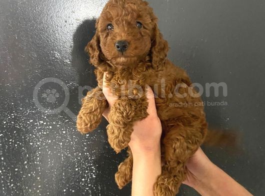 En Koyu Tonda Erkek Toy Poodle Yavrum Pet Eğitimlidir