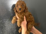 En Koyu Tonda Erkek Toy Poodle Yavrum Pet Eğitimlidir