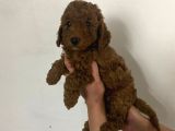 Red Brown Toy Poodle Yavrum