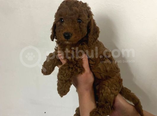 Red Brown Toy Poodle Yavrum görsel