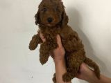 Red Brown Toy Poodle Yavrum