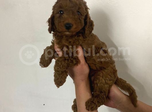 Red Brown Toy Poodle Yavrum görsel