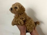 Sıfır Numara Red Maltipo Yavrularım Poodle Kalitesinde