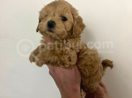 Sıfır Numara Red Maltipo Yavrularım Poodle Kalitesinde görsel