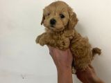 Sıfır numara Red maltipo yavrularım poodle kalitesinde
