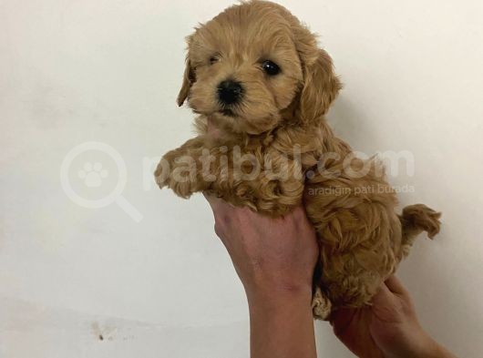 Sıfır Numara Red Maltipo Yavrularım Poodle Kalitesinde