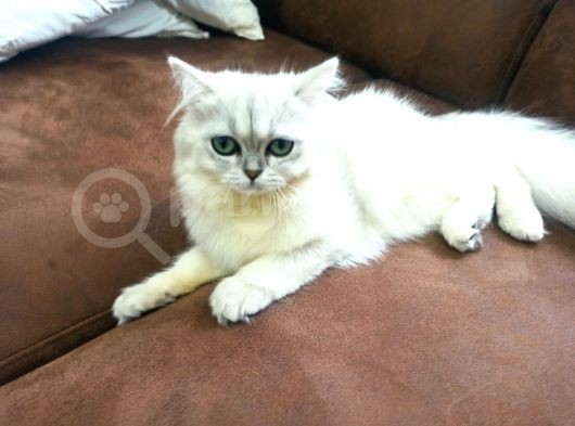 Alice Yeni Yuvasını Arıyor görsel