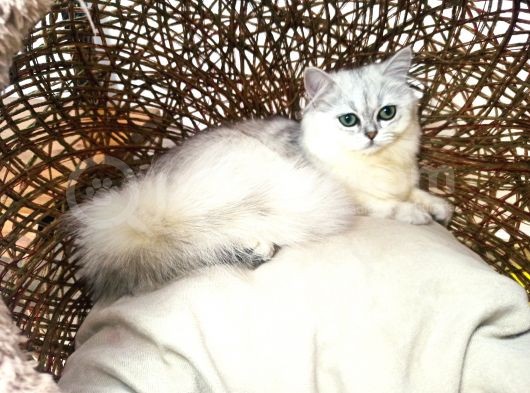 Alice Yeni Yuvasını Arıyor