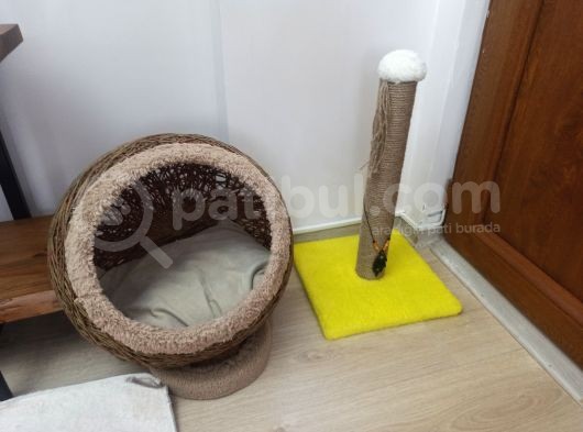 Alice Yeni Yuvasını Arıyor görsel
