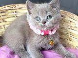 Özel Renk Lilac Dişi British Harika Bebemiz