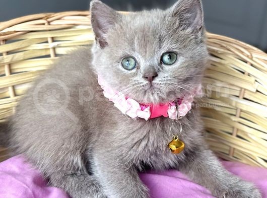 Özel Renk Lilac Dişi British Harika Bebemiz