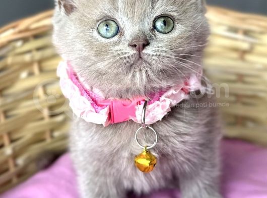 Özel Renk Lilac Dişi British Harika Bebemiz görsel