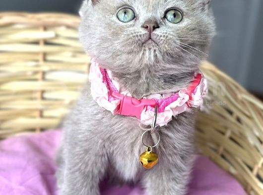 Özel Renk Lilac Dişi British Harika Bebemiz görsel