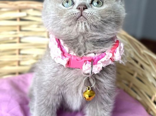 Özel Renk Lilac Dişi British Harika Bebemiz görsel
