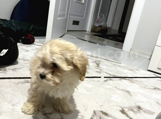 Maltese Terri̇er 2 Aylik görsel