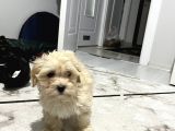 MALTESE TERRİER 2 AYLIK