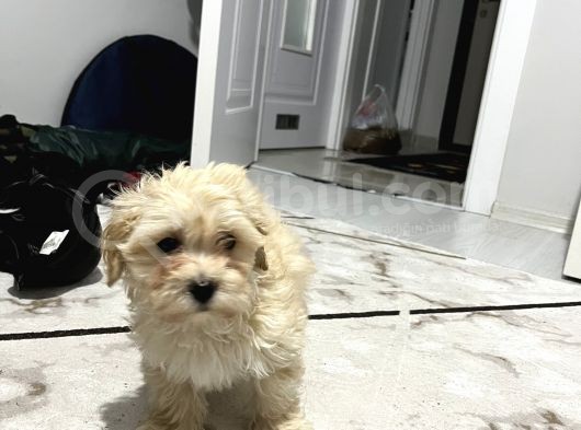 Maltese Terri̇er 2 Aylik