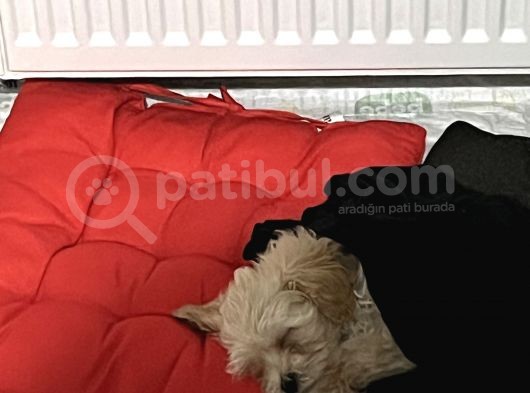 Maltese Terri̇er 2 Aylik görsel