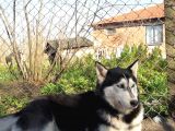 HUSKY KÖPEĞİMİZE YENİ YUVA ARIYORUZ
