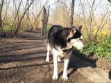 Husky Köpeği̇mi̇ze Yeni̇ Yuva Ariyoruz