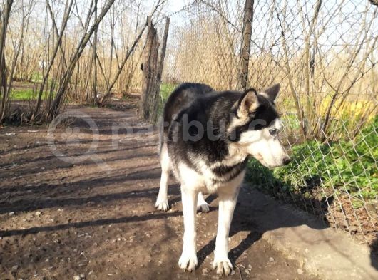 Husky Köpeği̇mi̇ze Yeni̇ Yuva Ariyoruz görsel