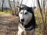 Husky Köpeği̇mi̇ze Yeni̇ Yuva Ariyoruz