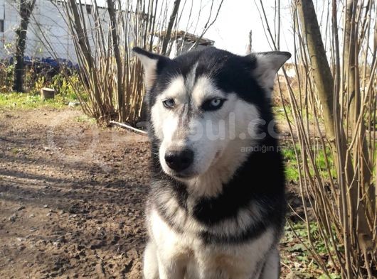 Husky Köpeği̇mi̇ze Yeni̇ Yuva Ariyoruz görsel