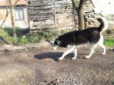 Husky Köpeği̇mi̇ze Yeni̇ Yuva Ariyoruz