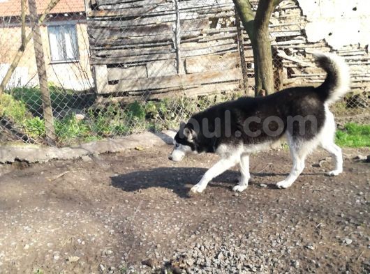 Husky Köpeği̇mi̇ze Yeni̇ Yuva Ariyoruz görsel