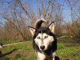 Husky Köpeği̇mi̇ze Yeni̇ Yuva Ariyoruz
