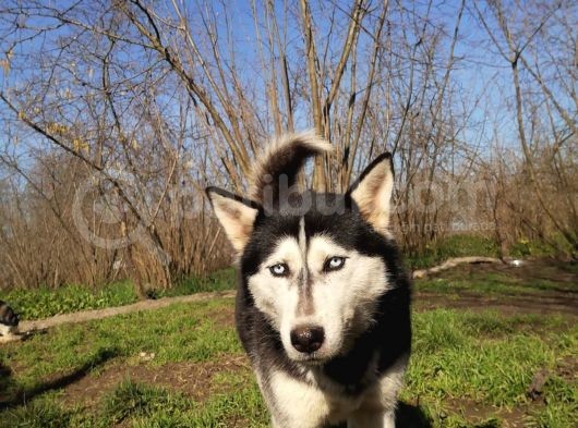 Husky Köpeği̇mi̇ze Yeni̇ Yuva Ariyoruz görsel