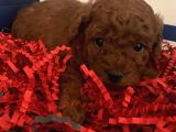 En Güzelini İsteyenler İçin