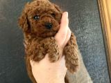 A-Class Red Brown Garanti̇li̇ Toy Poodle