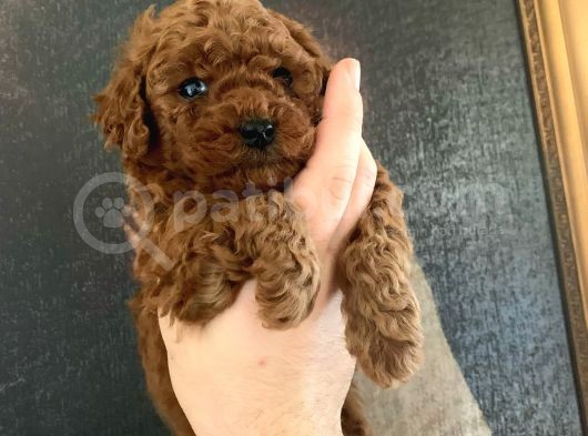 A-Class Red Brown Garanti̇li̇ Toy Poodle görsel