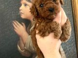 A-Class Red Brown Garanti̇li̇ Toy Poodle