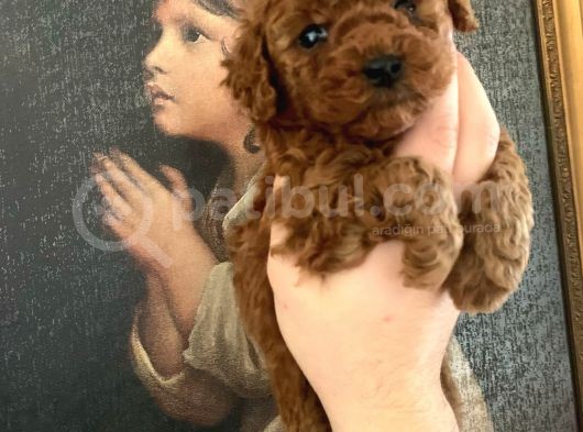 A-Class Red Brown Garanti̇li̇ Toy Poodle görsel