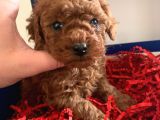 a-CLASS RED BROWN GARANTİLİ TOY POODLE