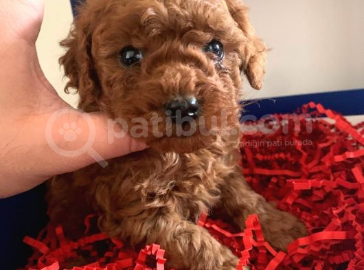 A-Class Red Brown Garanti̇li̇ Toy Poodle